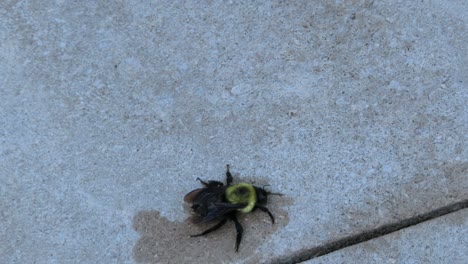 Close-up-of-a-big-wet-bumblebee-crawling