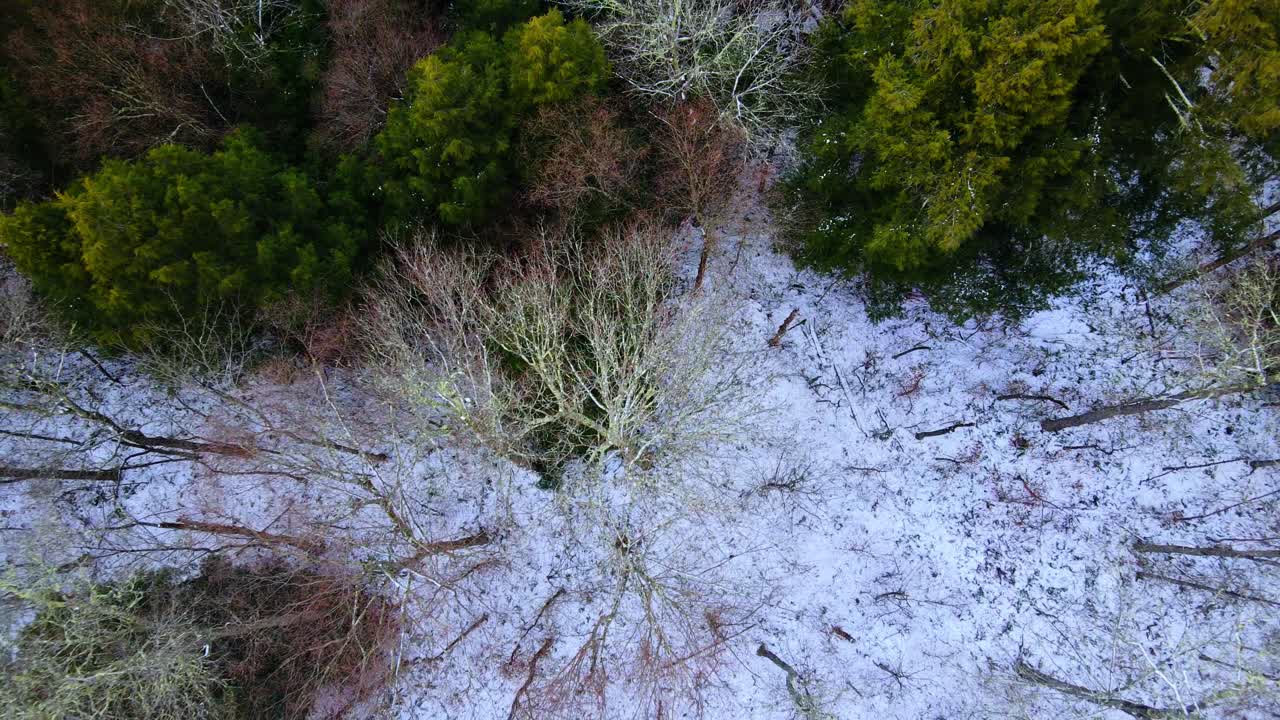 imágenes de drones que se elevan sobre un bosque nevado con árboles desnudos y pinos