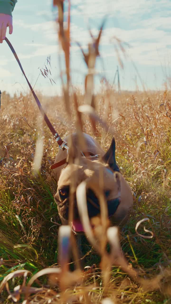 Un alegre paseo con un perro: una persona disfruta de un día soleado al aire libre con un perro juguetón en un campo rodeado de hierba alta, enfatizando su vínculo y la belleza de la naturaleza durante su tiempo de ocio juntos.