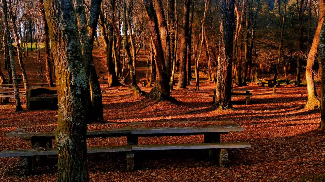 Orange Autumnal Woodland With Empty Wood Bench