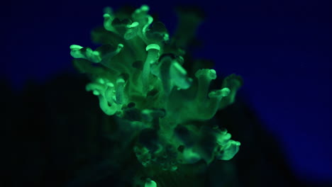 timelapse showing dynamic changes in light emission from bioluminescent mushrooms growing - panellus stipticus