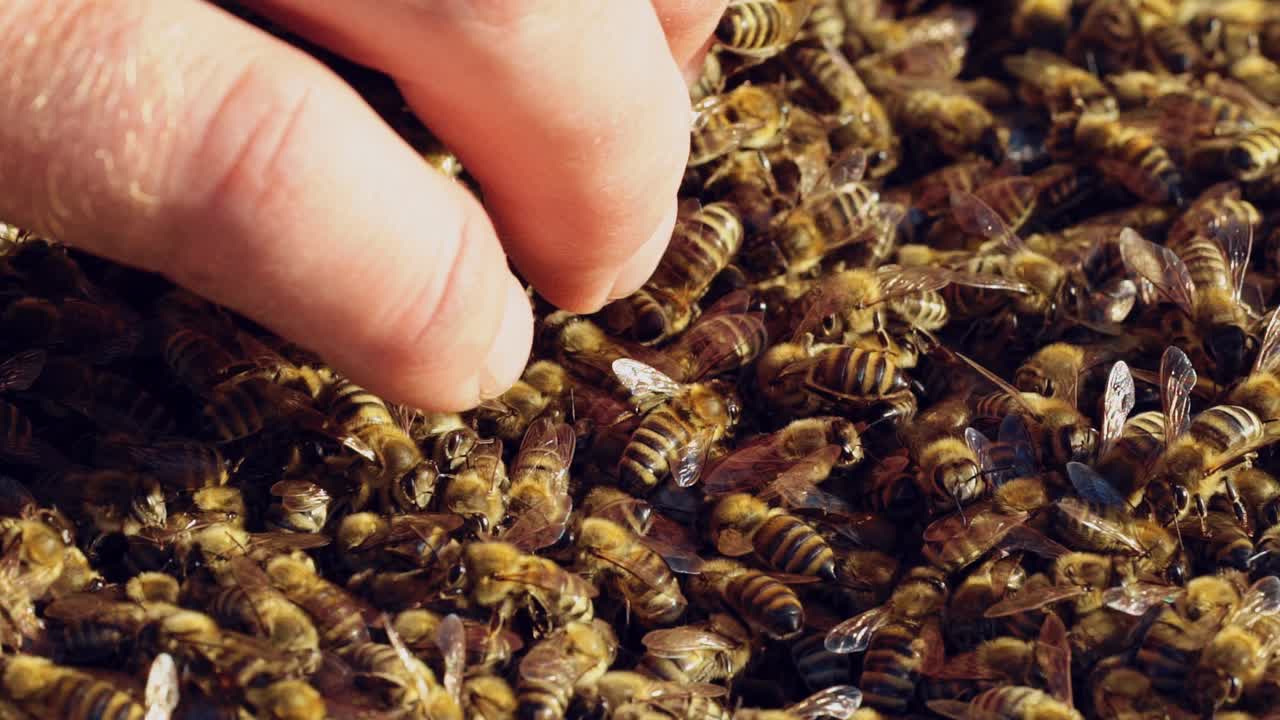 Hand of beekeeper is working with bees and beehives on the apiary. Bees on honeycombs. Frames of a bee hive