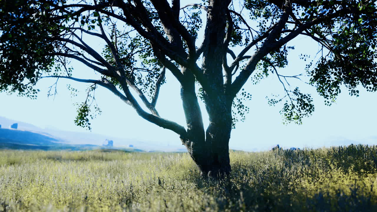 Serene tree stands in a sunlit field surrounded by gentle hills