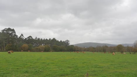 cows eating green grass and walking on pasture in cloudy day