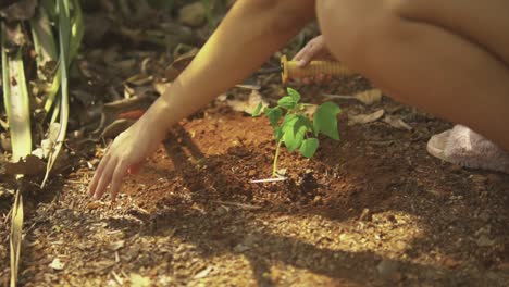 Frau-Pflanzt-Einen-Baum-In-Einem-Wald-Als-Symbol-Für-Die-Rettung-Des-Planeten