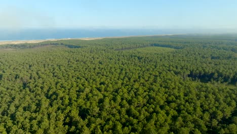 Bosque-De-Pinos-Y-El-Océano-Al-Fondo-Filmado-Con-Un-Dron-Yendo-Hacia-Atrás