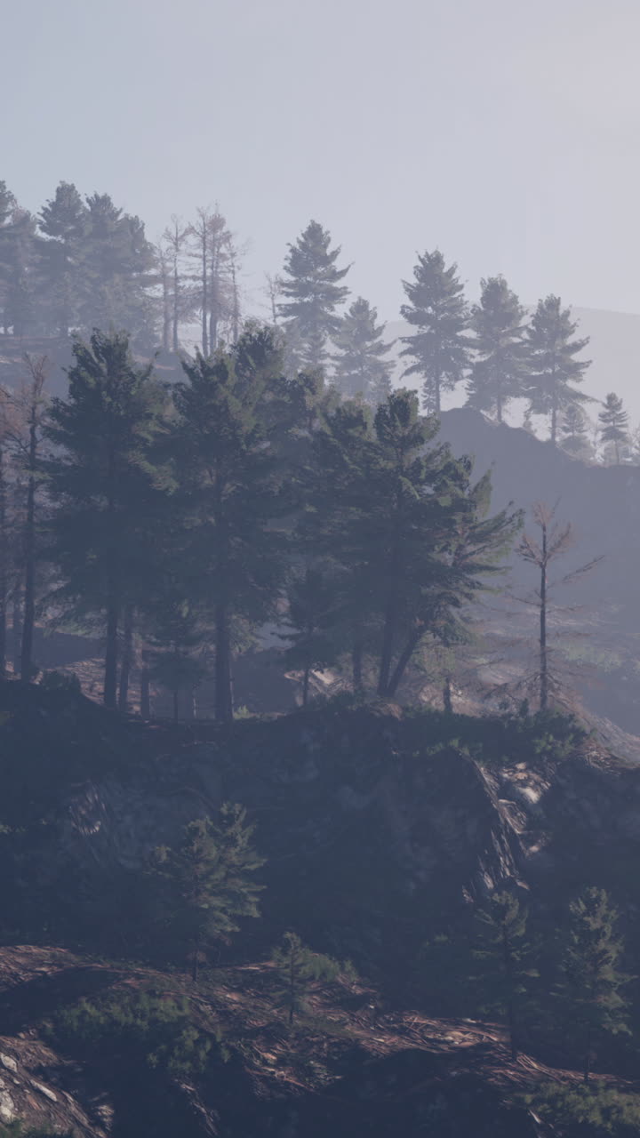 불타버린 나무 들 이 있는 안개 가 가득 한 산 숲