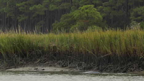 Wild-dolphin-swimming,-hunting-in-marsh