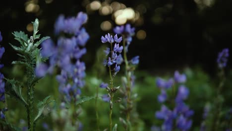 hermosas flores moradas en el prado