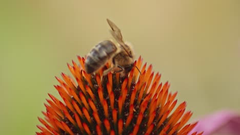 abeja melífera en una flor, recogiendo néctar - macro