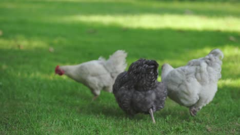 Chickens-and-roosters-walking-on-farmland-enjoying-the-warm-sunny-day-in-a-green-field