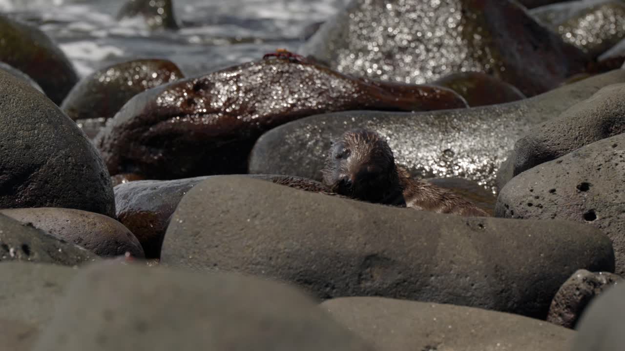 Two young Gal&aacute;pagos sea lion pups play on rocks as waves crash in the background on North Seymour Island, in the Gal&aacute;pagos Islands, Ecuador