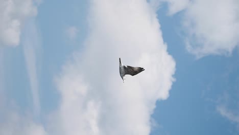 seagull in flight against a cloudy sky