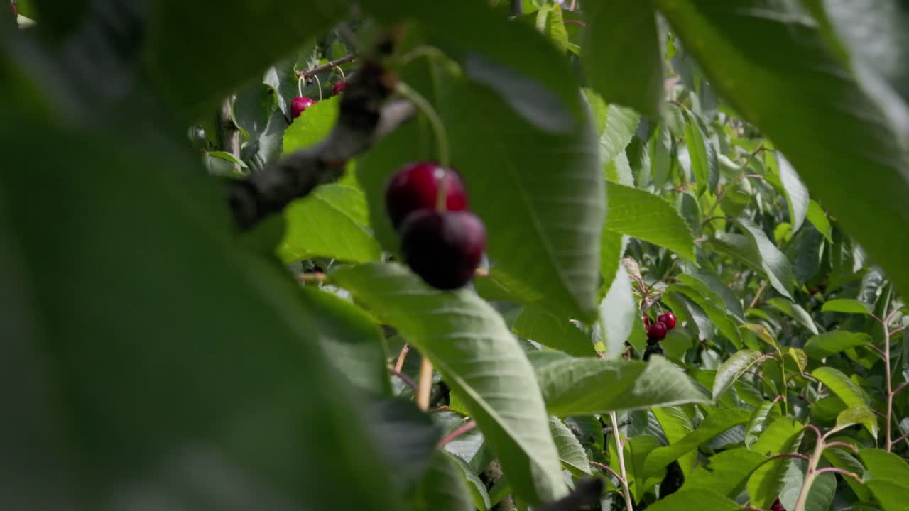 Die Kamera gleitet zwischen Kirschbüscheln hindurch und lenkt den Blick auf die leuchtenden Früchte und belaubten Zweige