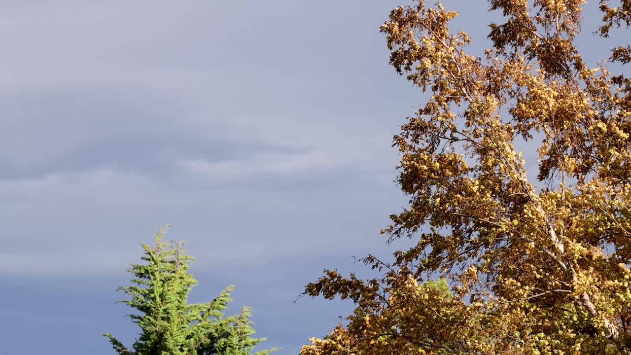 Golden autumn leaves and evergreen branches sway in the wind under a cloudy sky, with gentle camera movement and soft natural daylight