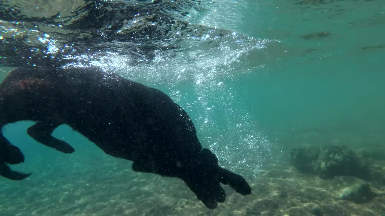 el perro negro nada en la superficie del agua y se sumerge en busca de piedras en el fondo del mar. disparo submarino, 4k-60fps. mar rojo, dahab, egipto