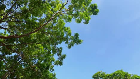 greenish view of trees with blue sky