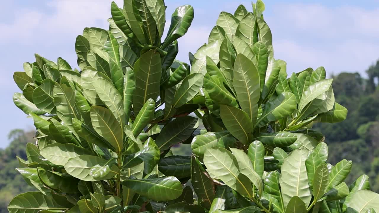 Un vivace fogliame verde si muove delicatamente su un cielo azzurro tenue e uno sfondo di foresta lontana