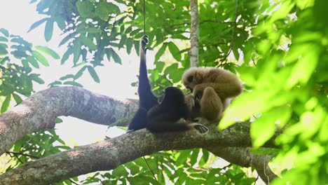 Weißhandgibbon,-Hylobates-Lar,-Kaeng-Krachan,-Thailand