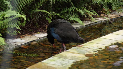 Un-Takahē-De-La-Isla-Sur-En-Peligro-De-Extinción-Acicalándose-En-Cámara-Lenta