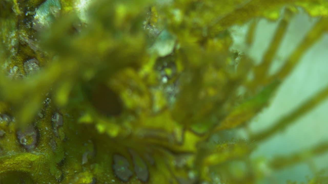 coloridos peces escorpión de hierba amarilla de neón en primer plano oscilando en la corriente del océano
