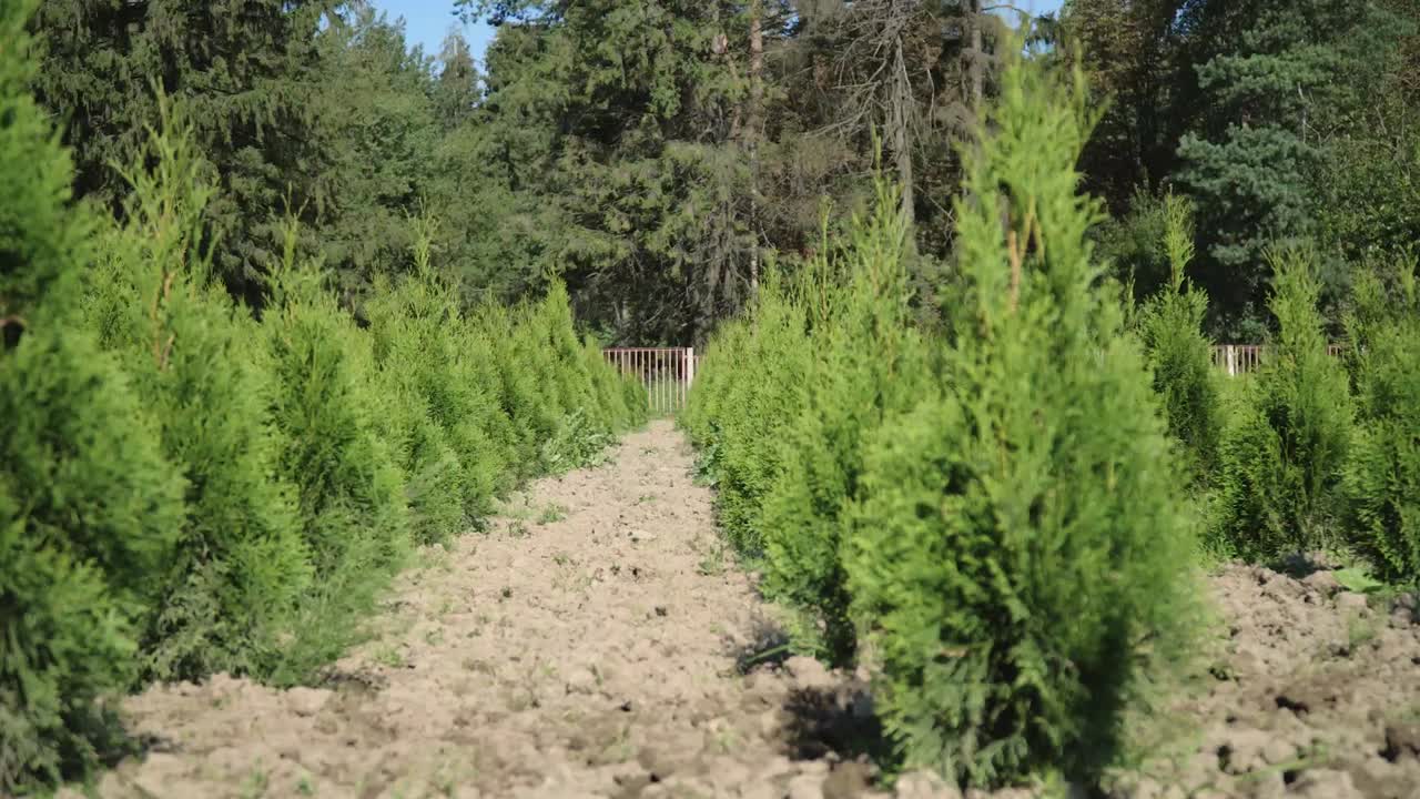cultivo de thuja y enebro. filas de plántulas de thuja. plantación de thuya