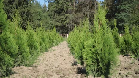 cultivation of thuja and juniper. rows of thuja seedlings. plantation of thuya