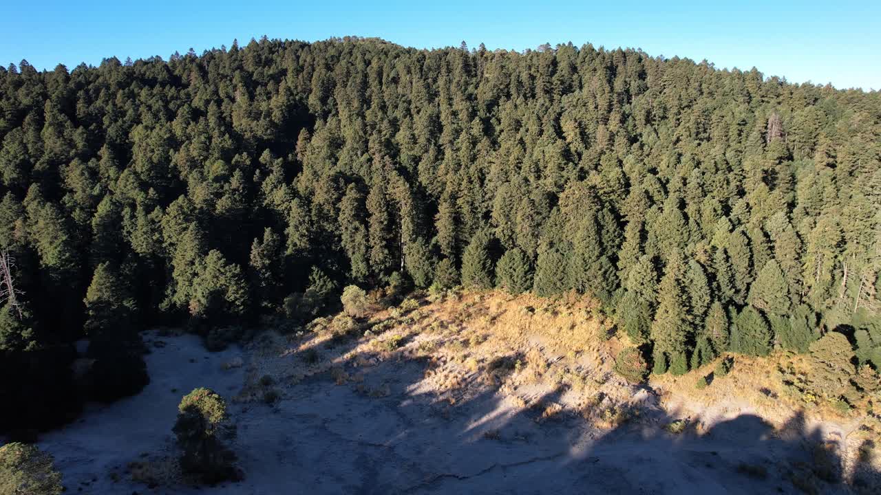 tiro de drone del bosque en la ciudad de méxico
