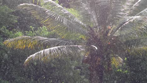 wide shot of a palm tree standing strong during a rain storm