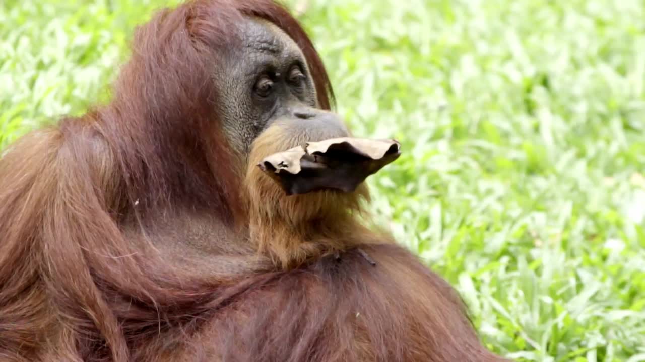 primer plano de un orangután borneo jugando con una hoja