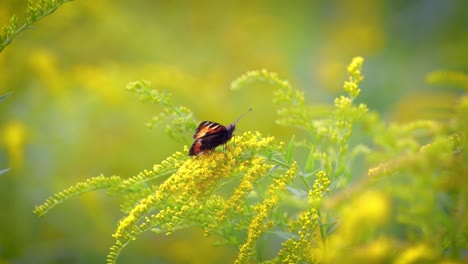 Small-tortoiseshell-butterfly-(Aglais-urticae,-Nymphalis-urticae)-is-a-colourful-Eurasian-butterfly-in-the-family-Nymphalidae.-It-is-a-medium-sized-butterfly-that-is-mainly-reddish-orange.