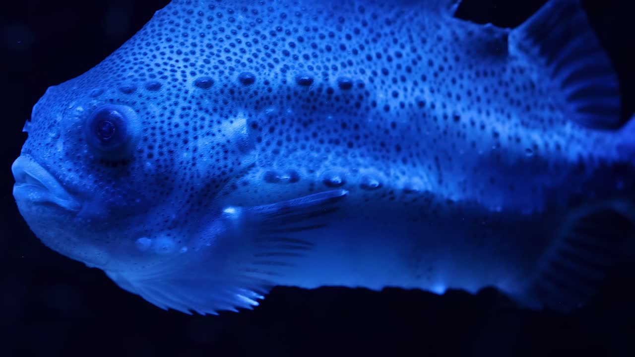 A detailed view of a blue fish with spotted scales swimming in a dark aquarium setting.