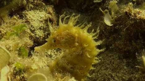 Primer-Plano-De-Un-Caballito-De-Mar-Amarillo-De-Hocico-Largo-Filmado-En-El-Mediterráneo