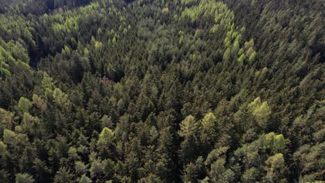 vuelo sobre el paisaje en el bosque de primavera en la república checa, moravia