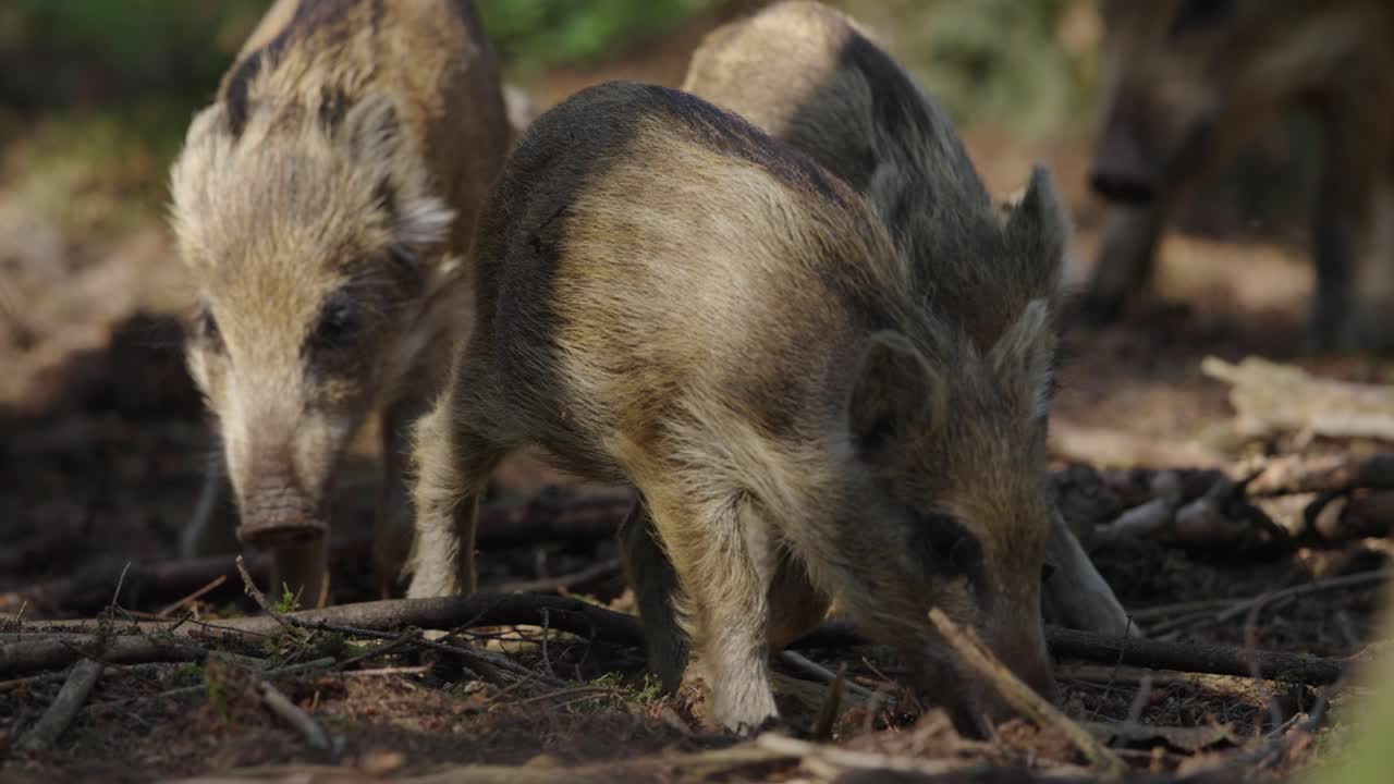cerditos de jabalí en el bosque
