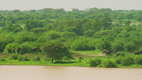 manada de elefantes salvajes caminando por llanuras africanas con pozo de agua y vegetación verde