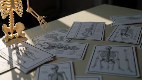 human skeleton diagrams and model