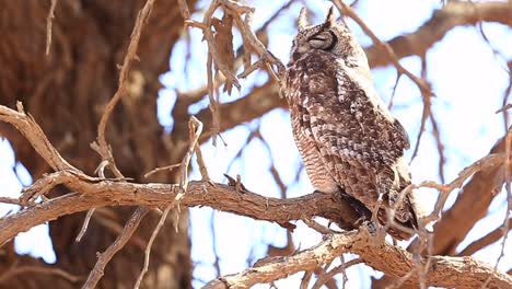 Large-Verreaux's-eagle-owl-rests-on-a-gnarled-tree-branch-in-Kalahari