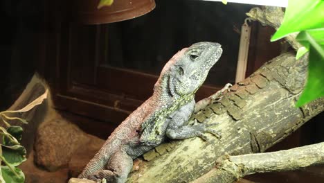 Lizard-chilling-on-the-tree-branch