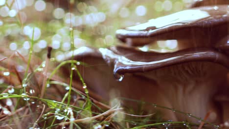 pleurotus mushroom in a sunny forest in the rain.