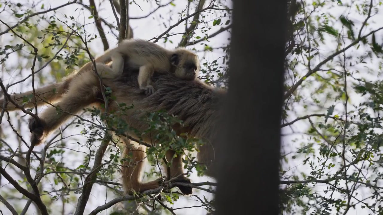 Um bugio-preto carrega seu filhote enquanto descansa em galhos de árvores. A cena captura a interação tranquila em meio a uma floresta ensolarada. Adequado para documentários de vida selvagem