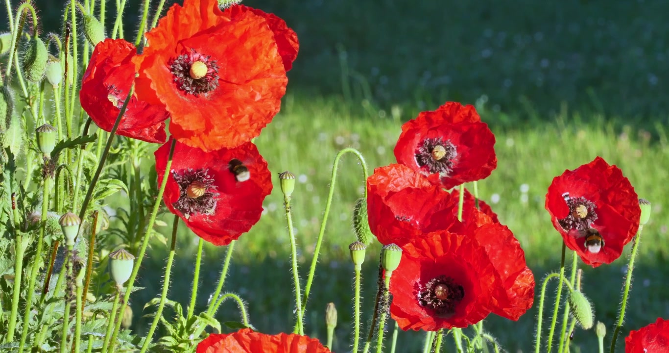 Vivaci papaveri rossi che sbocciano in un prato soleggiato. I fiori ondeggiano dolcemente nella brezza
