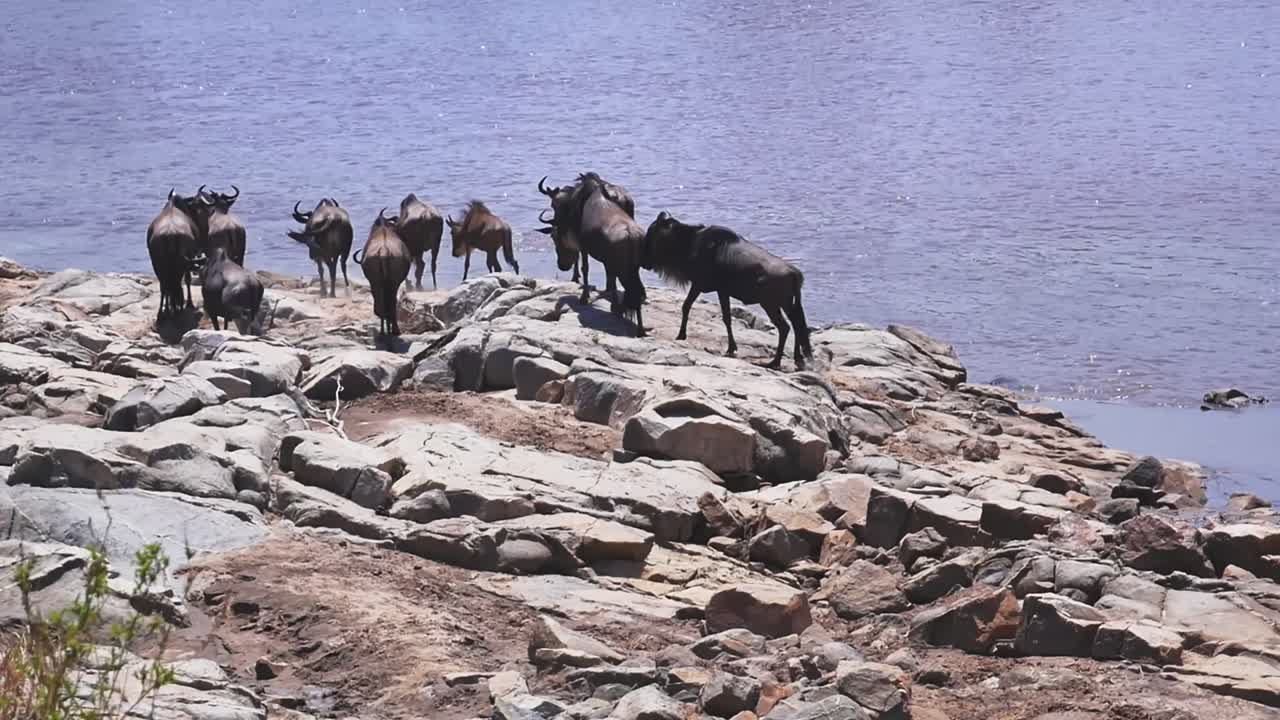 Family of wildebeest gathering at the river’s edge before attempting to cross, during the Great Migration in Serengeti National Park, powerful African wildlife scene capturing anticipation