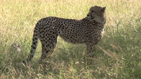 Cheetah-Se-Encuentra-A-La-Sombra-De-Un-Gran-árbol-Jadeando-Y-Mirando-A-Su-Alrededor-Ansioso-Por-Cazar