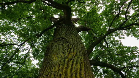 Frondoso-Roble-Inclinado-Hacia-Arriba,-Arbusto-De-Hoja-Caduca-Que-Se-Ilumina-A-Través-De-Ricas-Hojas,-Majestuosa-Madera-Dura