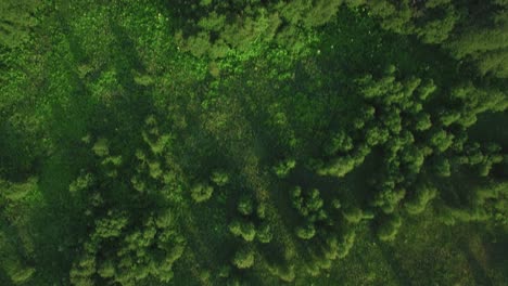 Volando-Sobre-Bosques-Verdes