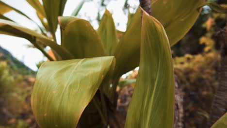 Grüne-Bäume-In-Hawaii-Sonnengrüne-üppige-Tropische-Pflanzen