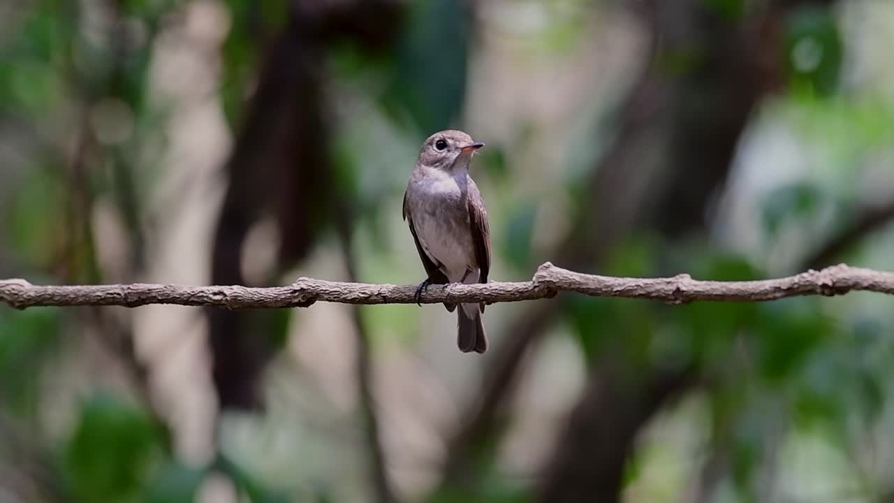 The Asian Brown Flycatcher is a small passerine bird breeding in Japan, Himalayas, and Siberia