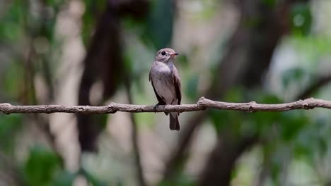 The-Asian-Brown-Flycatcher-is-a-small-passerine-bird-breeding-in-Japan,-Himalayas,-and-Siberia