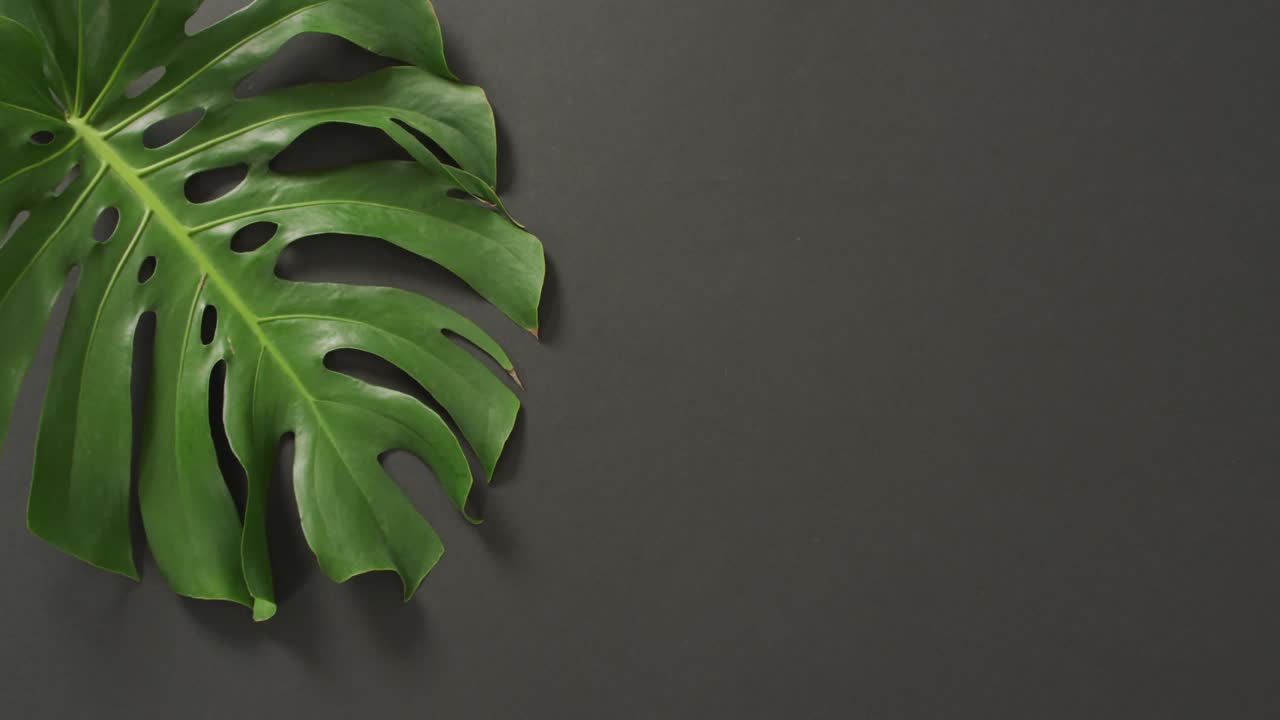 Foglia verde di pianta di monstera su sfondo grigio scuro con spazio per il testo